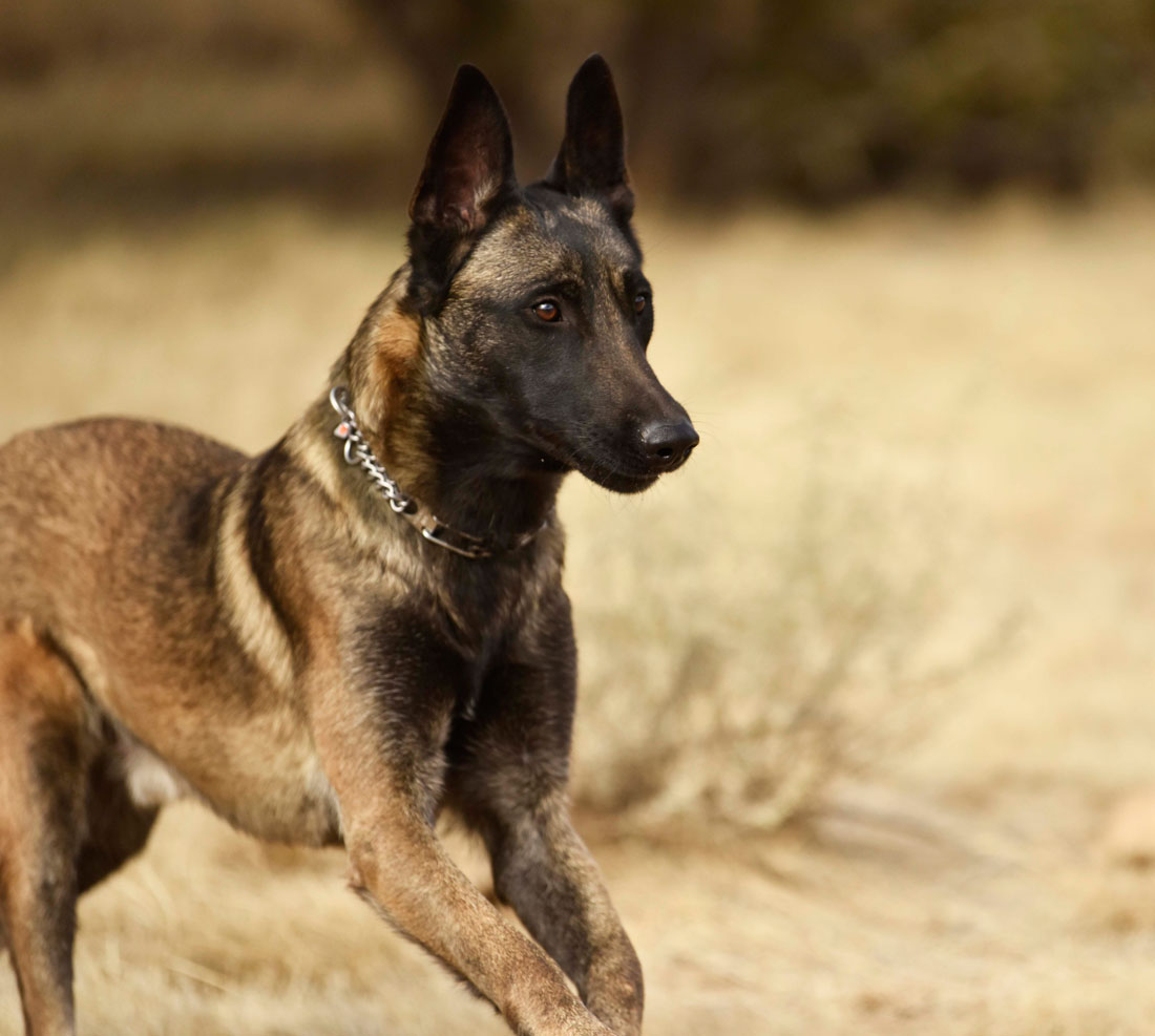 Apache | Belgian Malinois Personal Protection Dogs Sold | Ruidoso Malinois