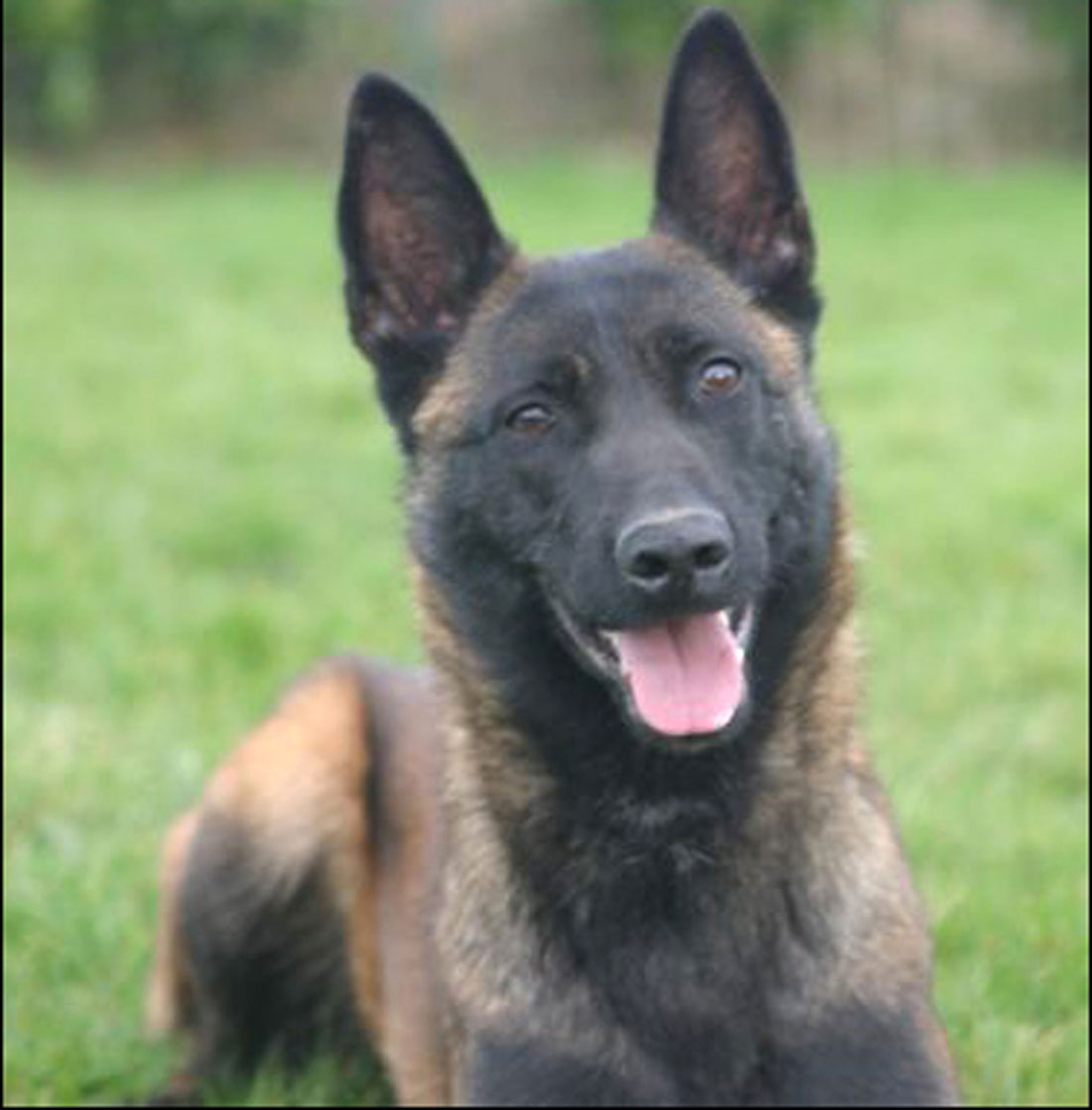 Belgian Malinois Breeding Stock