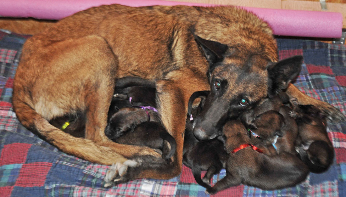 Malinois Dam With Puppies