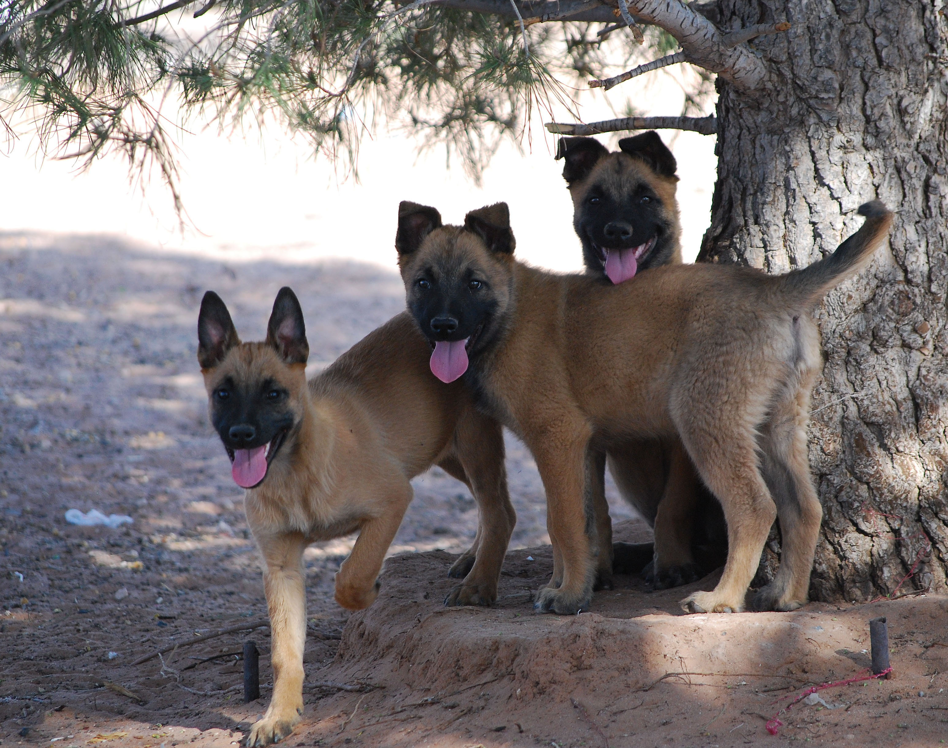 Belgian Malinois Breeder