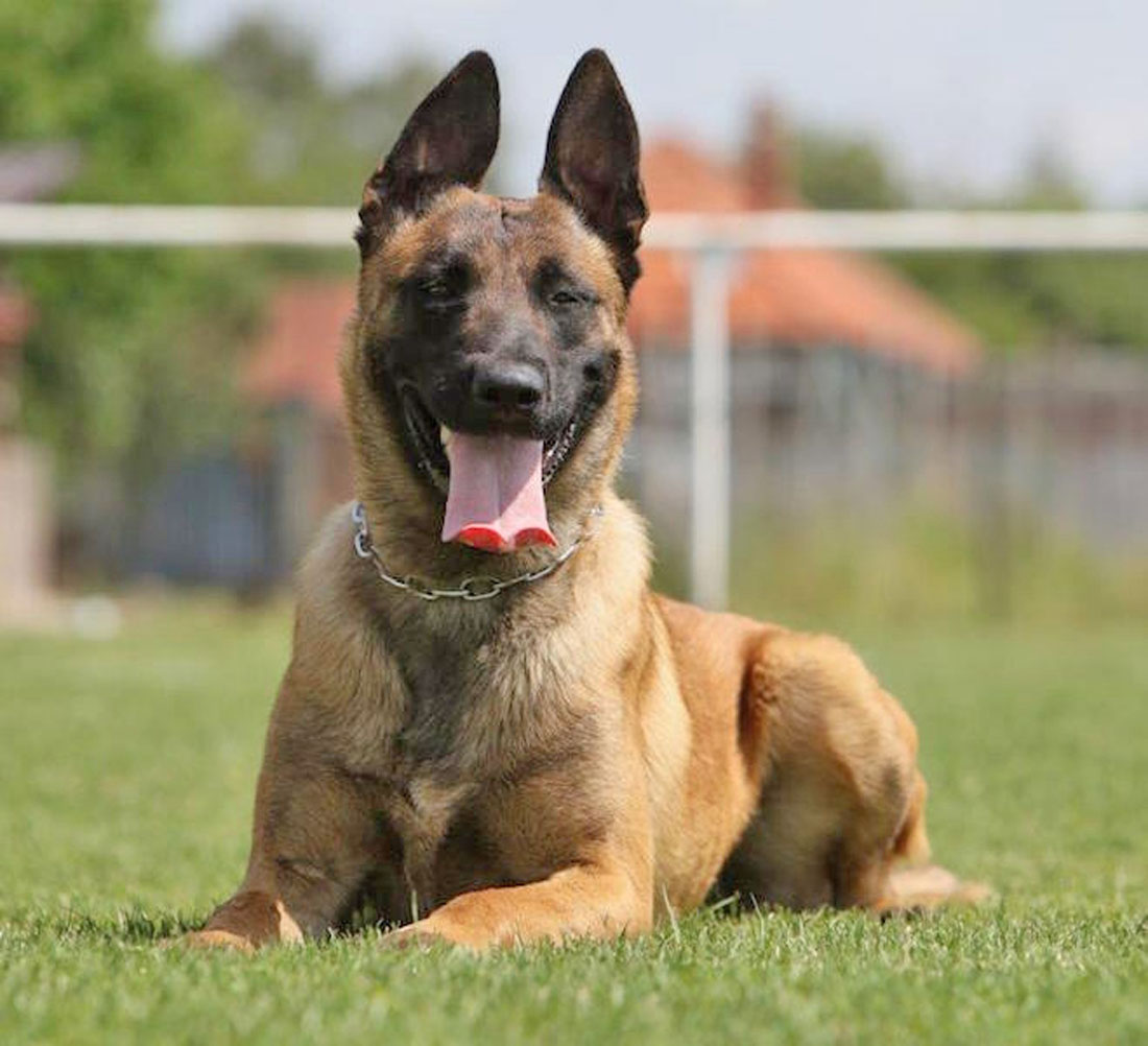 Dallas | Belgian Malinois Personal Protection Dogs Sold | Ruidoso Malinois