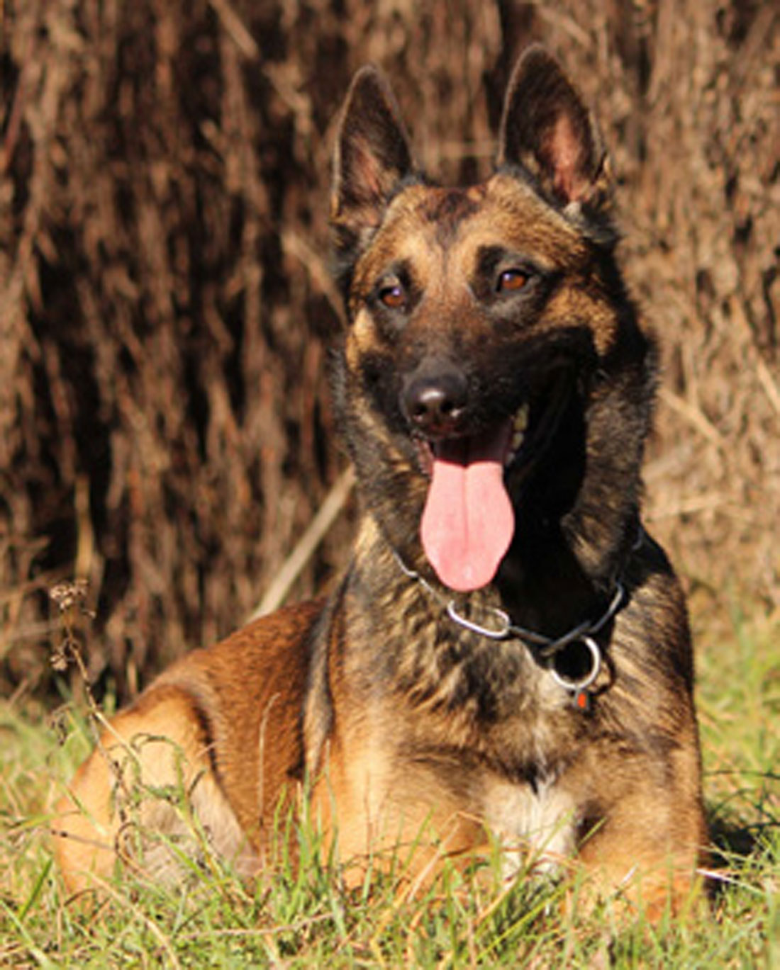 Emana | Our Dogs | Belgian Malinois Breeder & Trainer | Ruidoso Malinois