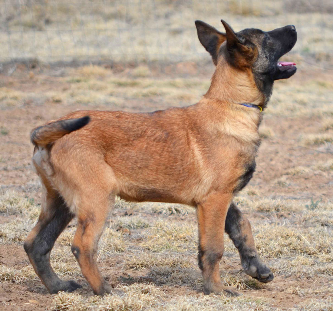 Review Belgian Malinois Puppy For Sale