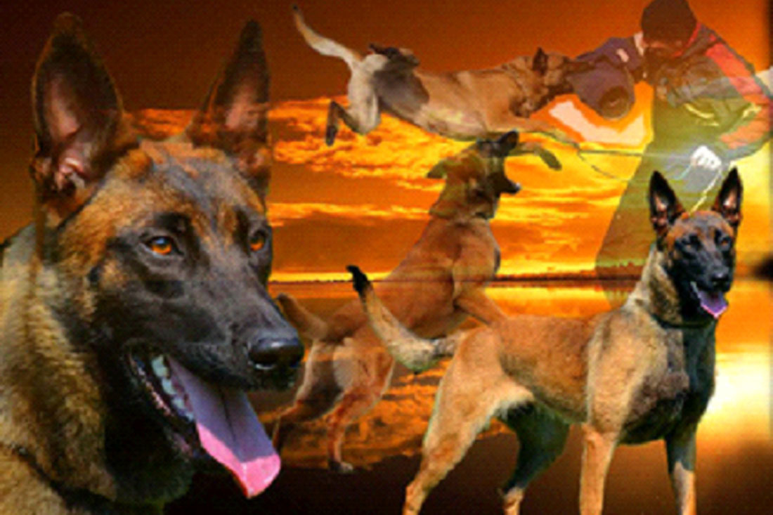 Belgian Malinois Breeding Stock