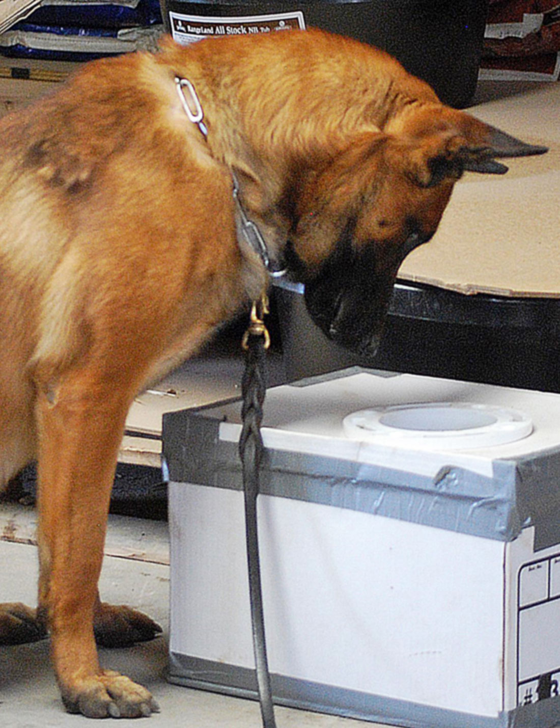 Ruidoso Malinois Detection Training