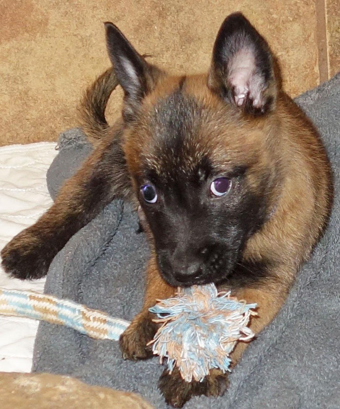 Ruidoso Malinois Puppy Testimonial