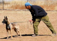 Malinois Working Dog Training