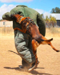 Personal Protection Dog Training