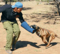 Belgian Malinois Bitework Training