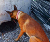 Narcotics Detection Dog Training
