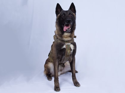 ISIS-Killing Dog Breed Belgian Malinois