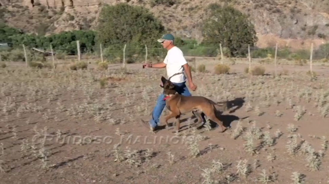 Video - Off Leash Obedience
