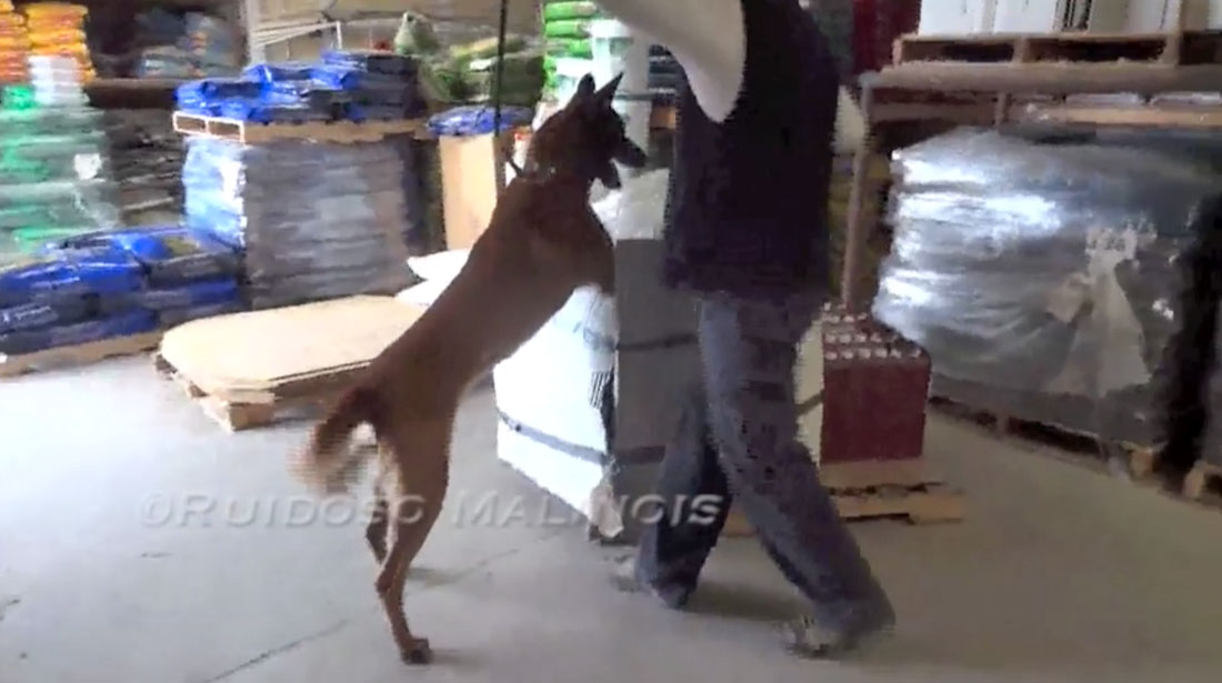 Video - Narcotics Detection