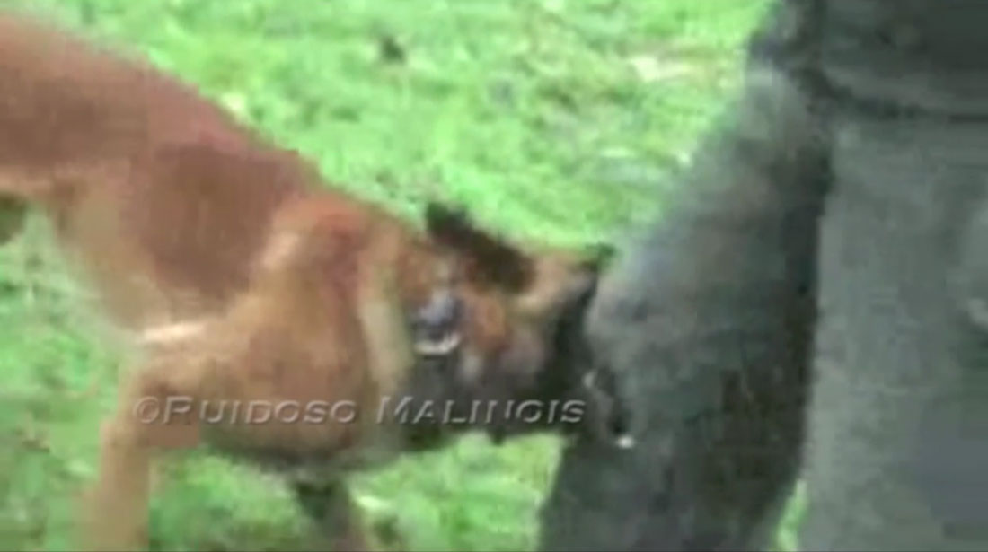Video - Police K9 Protection