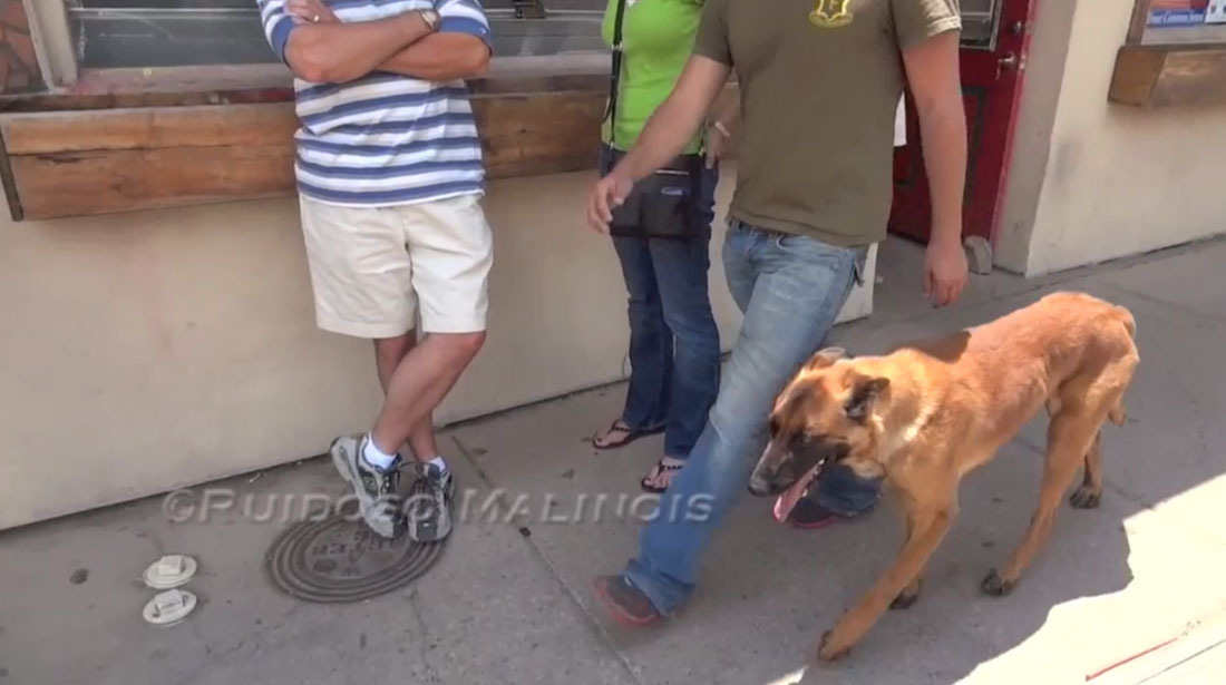 Video - Family Companion Belgian Malinois