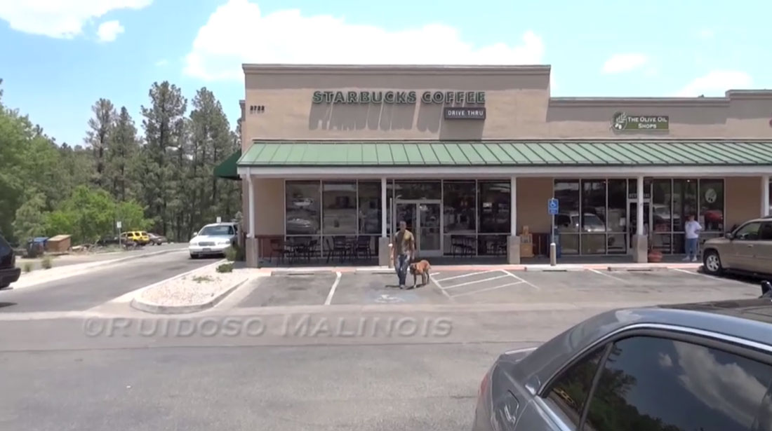 Video - Obedience Demonstration