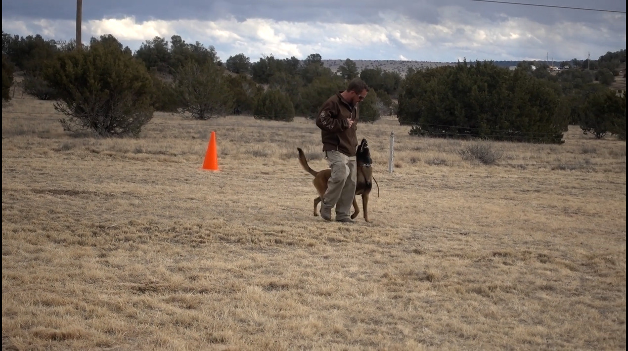 Video - Malinois Obedience