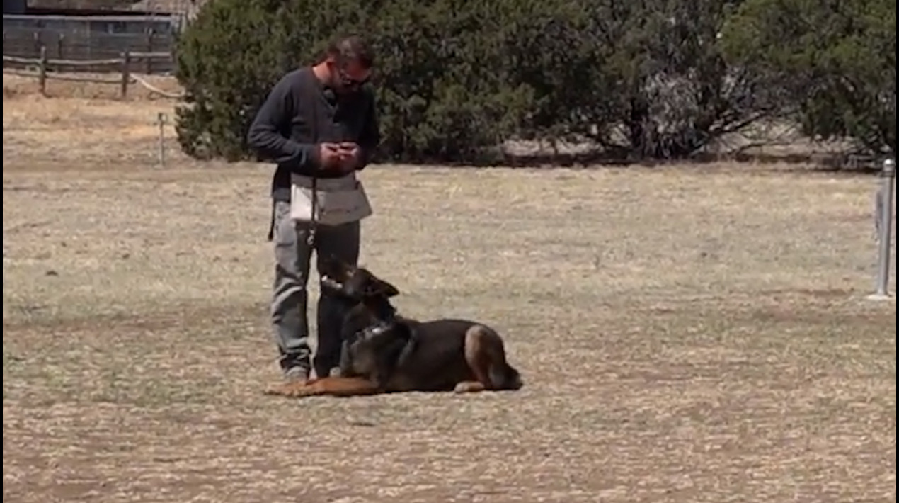 Video - Malinois Obedience