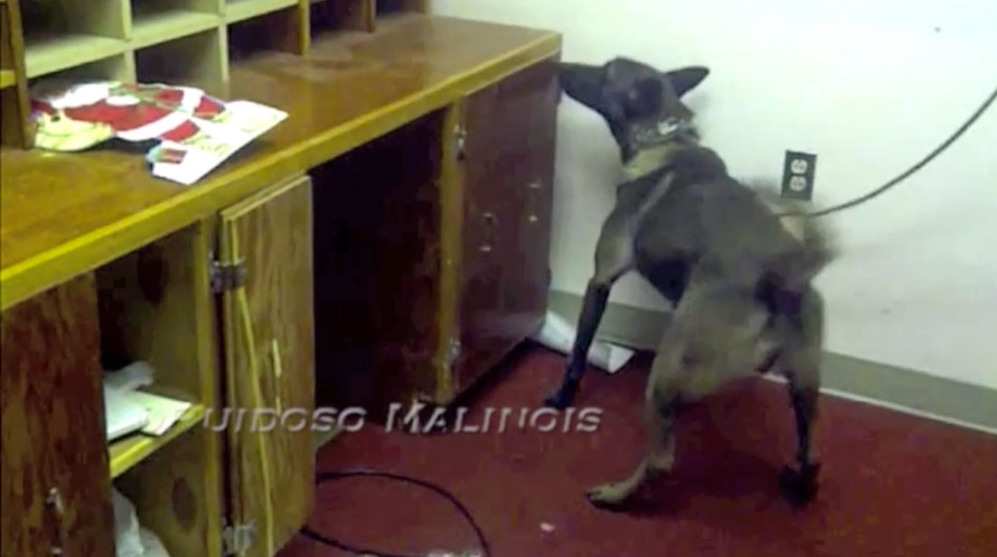 Video - Narcotics Detection