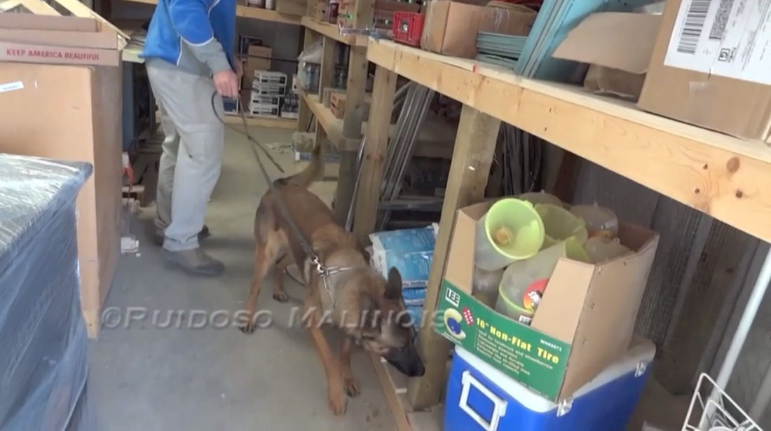 Video - Narcotics Detection