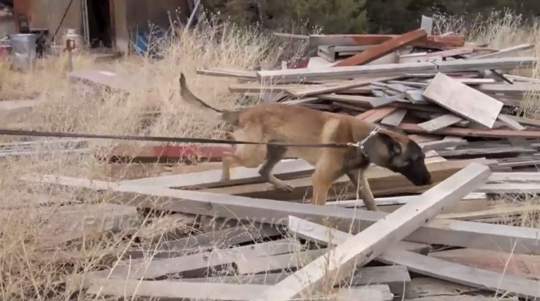 Video - Narcotics Detection