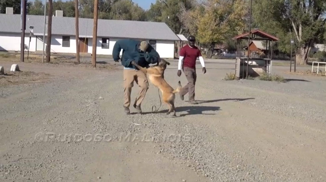 Video - Police K9 Protection